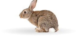 Комбикорма для кроликов и нутрий