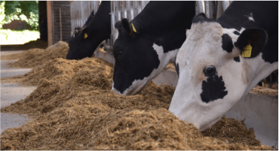 Кормление дойных коров